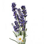 Planet Spa Krém na ruce s levandulí a heřmánkem -: 30ml Avon